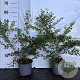 Symphoricarpos ch. 'Hancock' 40-60 cm 2,0L