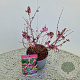 Symphoricarpos Magical Candy 30-40 cm 2,5L