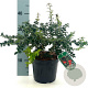 Ilex pernyi 'Compacta' 30-35 cm 3,0L