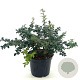Ilex pernyi 'Compacta' 30-35 cm 3,0L