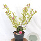 Indigofera heterantha 30-40 cm 3,0L