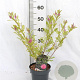 Indigofera heterantha 30-40 cm 3,0L