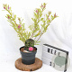 Indigofera heterantha 30-40 cm 3,0L