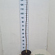 Juglans nigra 125-150 cm 7,5L Gestokt