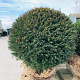 Taxus baccata 150-160 cm draadkluit bol