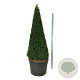 Taxus baccata 200-225 cm cont. 180L Pir. op stam