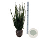 Taxus media 'Hillii' 80-100 cm met kluit extra