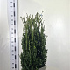 Taxus media 'Hillii' 100-120 cm met kluit extra