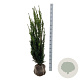 Taxus media 'Hillii' 120-140 cm met kluit