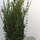Taxus media 'Hillii' 140-160 cm met kluit extra