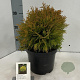 Thuja occ. 'Amber Glow' 20-25 cm 3,0L