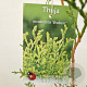 Thuja occ. 'Brabant' 100-125 cm 3,0L