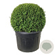 Thuja occ. 'Brabant' 100-125 cm cont. 230L bol