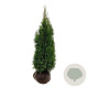 Thuja occ. 'Smaragd' 120-140 cm met kluit extra