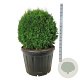 Thuja occ. 'Smaragd' 100 cm cont. 180L bol