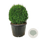 Thuja occ. 'Smaragd' 100 cm cont. 180L bol
