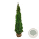 Thuja occ. 'Smaragd' 200-225 cm met kluit extra