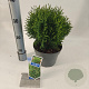 Thuja occ. 'Tiny Tim' 20-25 cm 3,0L