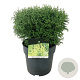Thuja occ. 'Tiny Tim' 35 cm 6,5L