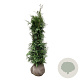 Thuja pl. 'Excelsa' 140-160 cm met kluit