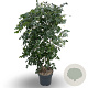 Koelreuteria paniculata 40-60 cm 4,0L