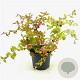 Kolkwitzia amabilis 'Maradco' 40-45 cm 3,0L