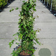 Kolkwitzia amabilis 'Pink Cloud' 80-100 cm 12L