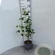 Laburnum anagyroides 80-100 cm 2,0L