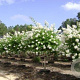 Lagerstroemia 'Natchez' 6-8 HO 15L