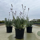 Lavandula ang. 'Dwarf Blue' 15-20 cm C1