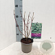 Cornus alba 'Elegantissima' 25-30 cm P12
