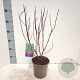 Cornus alba 'Elegantissima' 40-60 cm 2,0L