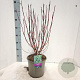 Cornus alba 'Elegantissima' 60-80 cm 5,0L