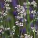 Lavandula ang. 'Loddon Pink' GM P9