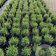 Lavandula ang. 'Munstead' 20-25 cm 2,0L