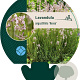 Lavandula ang. 'Rosea' GM P9