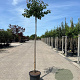 Prunus armeniaca 'Sungiant' 12-14 HO 45L 225 cm stam