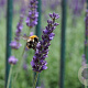 Lavandula int. Phenomenal GM P9