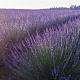 Lavandula int. Phenomenal GM P9