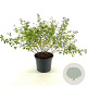 Lespedeza bicolor 'Yakushima' 30-40 cm 3,0L