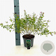 Lespedeza bicolor 'Yakushima' 30-40 cm 3,0L
