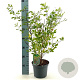 Lespedeza thunbergii 40-50 cm 3,0L