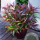 Leucothoe keiskei Burning Love 70-80 cm 20L breed