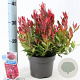 Leucothoe 'Little Flames' 20-25 cm 2,0L