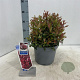 Leucothoe 'Little Flames' 35-40 cm 5,0L