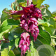 Leycesteria formosa 'Purple Rain' 100-125 cm 20L