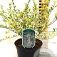 Ligustrum ibota Musli 20-25 cm 2,0L