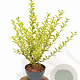 Ligustrum oval. 'Aureum' 30-40 cm 3,0L