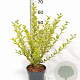 Ligustrum oval. 'Aureum' 30-40 cm 3,0L