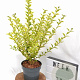 Ligustrum oval. 'Aureum' 30-40 cm 3,0L